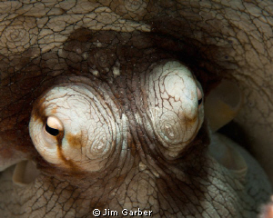 Octopus closeup - Bonaire by Jim Garber 